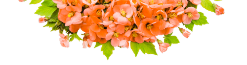 Decorative floral divider